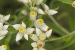 Sweet Everlasting, Pseudognaphalium obtusifolium