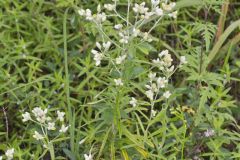 Sweet Everlasting, Pseudognaphalium obtusifolium Sweet Everlasting, Pseudognaphalium obtusifolium