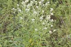 Sweet Everlasting, Pseudognaphalium obtusifolium Sweet Everlasting, Pseudognaphalium obtusifolium