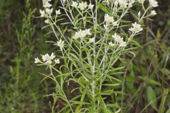 Sweet Everlasting, Pseudognaphalium obtusifolium Sweet Everlasting, Pseudognaphalium obtusifolium