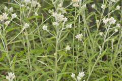 Sweet Everlasting, Pseudognaphalium obtusifolium