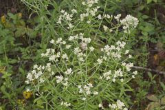 Sweet Everlasting, Pseudognaphalium obtusifolium Sweet Everlasting, Pseudognaphalium obtusifolium