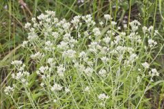 Sweet Everlasting, Pseudognaphalium obtusifolium Sweet Everlasting, Pseudognaphalium obtusifolium