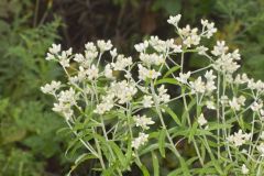 Sweet Everlasting, Pseudognaphalium obtusifolium Sweet Everlasting, Pseudognaphalium obtusifolium