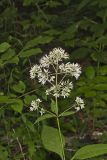 Sweet Joe-Pye-weed, Eutrochium purpureum