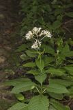 Sweet Joe-Pye-weed, Eutrochium purpureum