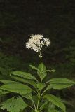 Sweet Joe-Pye-weed, Eutrochium purpureum