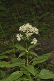 Sweet Joe-Pye-weed, Eutrochium purpureum