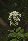 Sweet Joe-Pye-weed, Eutrochium purpureum