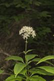 Sweet Joe-Pye-weed, Eutrochium purpureum