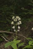 Sweet Joe-Pye-weed, Eutrochium purpureum