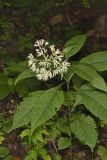 Sweet Joe-Pye-weed, Eutrochium purpureum