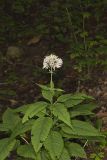 Sweet Joe-Pye-weed, Eutrochium purpureum