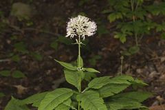 Sweet Joe-Pye-weed