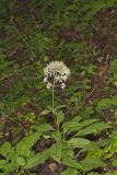Sweet Joe-Pye-weed, Eutrochium purpureum