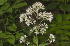Sweet Joe-Pye-weed, Eutrochium purpureum