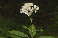Sweet Joe-Pye-weed, Eutrochium purpureum