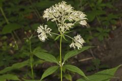 Sweet Joe-Pye-weed, Eutrochium purpureum