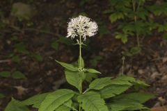 Sweet Joe-Pye-weed, Eutrochium purpureum