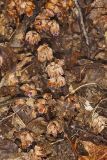Sweet Pinesap, Monotropsis odorata
