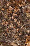 Sweet Pinesap, Monotropsis odorata