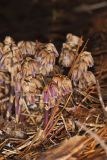Sweet Pinesap, Monotropsis odorata