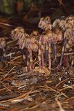 Sweet Pinesap, Monotropsis odorata