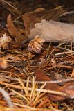 Sweet Pinesap, Monotropsis odorata
