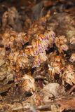 Sweet Pinesap, Monotropsis odorata
