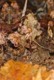 Sweet Pinesap, Monotropsis odorata