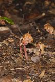 Sweet Pinesap, Monotropsis odorata