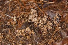 Sweet Pinesap, Monotropsis odorata