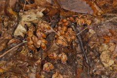 Sweet Pinesap, Monotropsis odorata