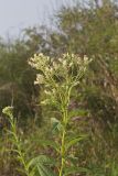 Sweet Scented Indian Plantain, Senecio suaveolens