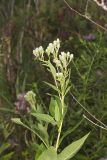 Sweet Scented Indian Plantain, Senecio suaveolens