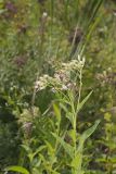 Sweet Scented Indian Plantain, Senecio suaveolens