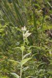Sweet Scented Indian Plantain, Senecio suaveolens