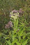 Sweet Scented Indian Plantain, Senecio suaveolens