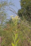 Sweet Scented Indian Plantain, Senecio suaveolens
