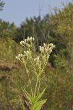 Sweet Scented Indian Plantain, Senecio suaveolens