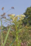 Sweet Scented Indian Plantain, Senecio suaveolens