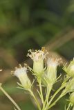 Sweet Scented Indian Plantain, Senecio suaveolens