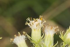 Sweet Scented Indian Plantain