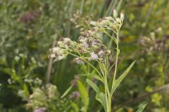 Sweet Scented Indian Plantain, Senecio suaveolens