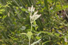 Sweet Scented Indian Plantain, Senecio suaveolens
