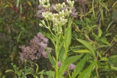 Sweet Scented Indian Plantain, Senecio suaveolens