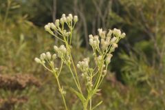 Sweet Scented Indian Plantain, Senecio suaveolens