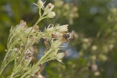 Sweet Scented Indian Plantain, Senecio suaveolens