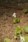 Sweet White Violet, Viola blanda