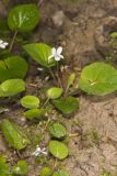 Sweet White Violet, Viola blanda